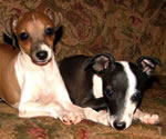 Delyla & Sily, About Time Italian Greyhound Pups!